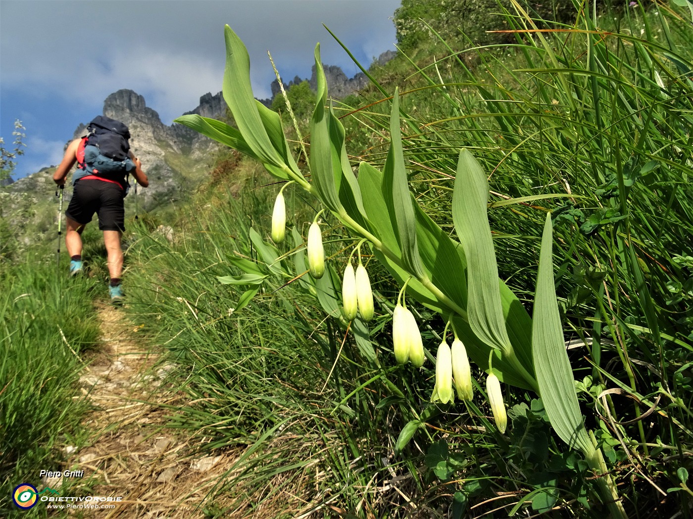 13 Sigillo di Salomone (Polygonatum multiflorum) sul sentiero.JPG